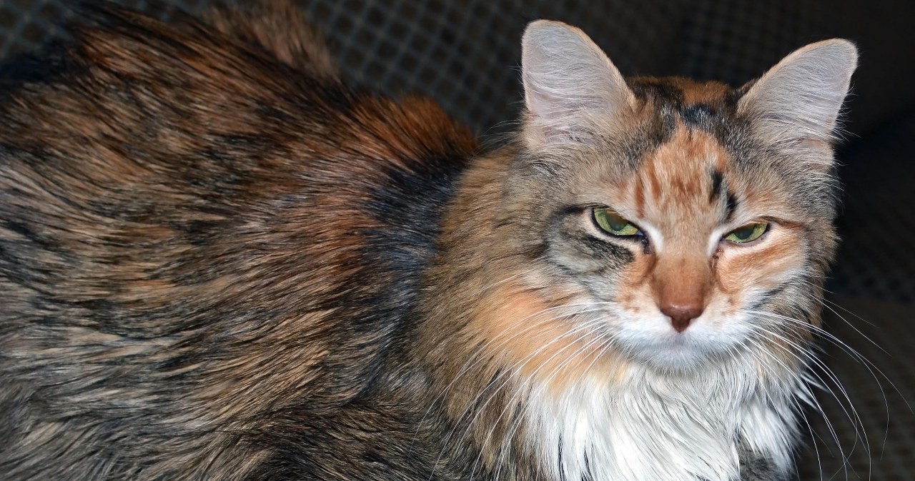 Traktujesz tak swojego kota? Możliwe, iż zwierzę tego nie znosi