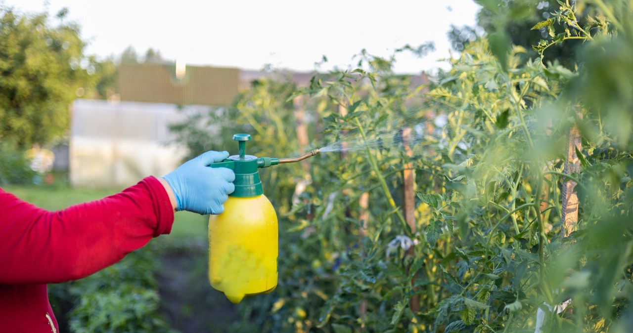  Widzisz takie ślady na liściach pomidorów? Wkrocz do akcji, zanim zwiędną