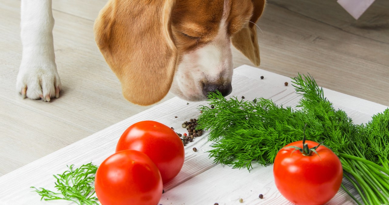 Twój pies zjadł to warzywo? Nie czekaj i biegnij z nim do weterynarza