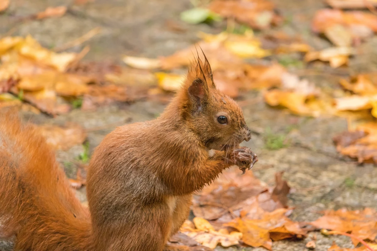 Łazienki Królewskie udostępniają zwiedzającym nową atrakcję. To „Królewski zwierzyniec”, czyli strefa przyrodniczo-edukacyjna, w której będzie można poznać ciekawostki związane ze zwierzętami zamieszkującymi Łazienki. Chętni dowiedzą się, co jedzą sowy, dlaczego sarny rodzą się tylko wiosną, a także przyjrzą się przyrodzie przez mikroskop.