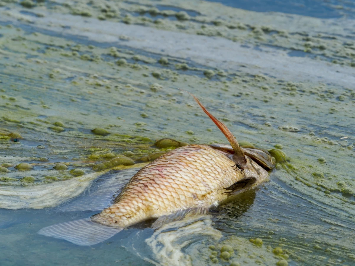 Już około 7 ton śniętych ryb wyłowiły służby ze zbiornika Dzierżno Duże w powiecie gliwickim. Akcja trwa od soboty. W wodzie wykryto złote algi. 