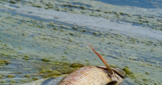 Już około 7 ton śniętych ryb wyłowiły służby ze zbiornika Dzierżno Duże w powiecie gliwickim. Akcja trwa od soboty. W wodzie wykryto złote algi. 