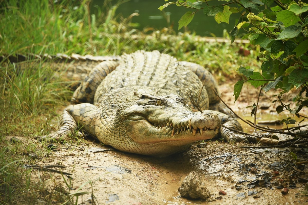 Szczątki ludzkie znalezione wewnątrz ogromnego krokodyla zastrzelonego w Queensland należą do zaginionego 40-letniego turysty z Nowej Południowej Walii - te informacje potwierdziła ​australijska policja. 