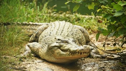 Szczątki zaginionego turysty wewnątrz ogromnego krokodyla