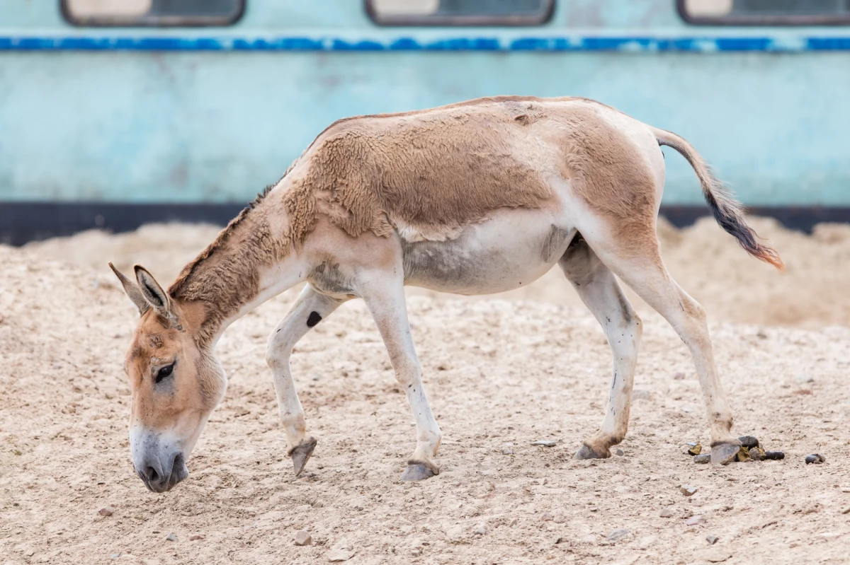 ​Narodziny jednego z najrzadszych zwierząt na świecie - kułana perskiego - świętowało Chester Zoo w Wielkiej Brytanii. Onagery, bo tak też są nazywane, pochodzą z półpustynnych regionów Iranu i są spokrewnione z osłami domowymi.