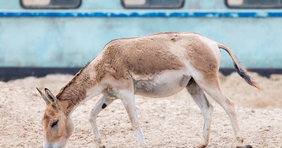 ​Narodziny jednego z najrzadszych zwierząt na świecie - kułana perskiego - świętowało Chester Zoo w Wielkiej Brytanii. Onagery, bo tak też są nazywane, pochodzą z półpustynnych regionów Iranu i są spokrewnione z osłami domowymi.