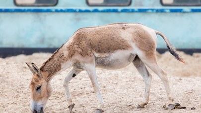 Narodziny jednego z najrzadszych zwierząt świata