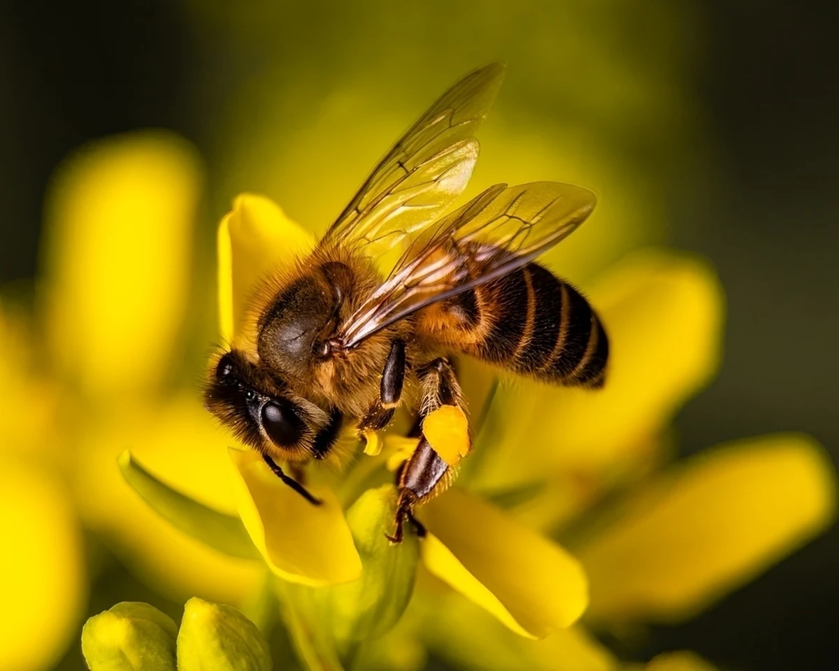 "Świat bez pszczół pozbawiłby nas niektórych rzeczy, które uwielbiamy: truskawek, jabłek, jagód, wiśni, migdałów, kakao czy kawy" - informuje Miejski Ogród Zoologiczny w Łodzi. Z okazji Wielkiego Dnia Pszczół, który w Polsce jest obchodzony 8 sierpnia, zoo zaapelowało, by chronić te niezwykle cenne owady.  
