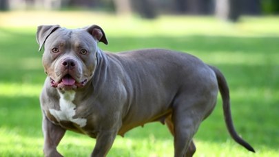 American bully rzucił się na kobietę na kempingu