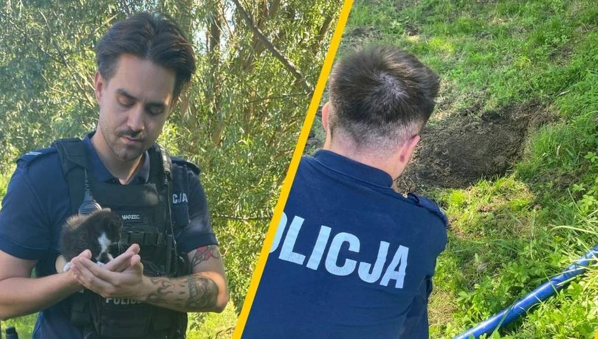 52-letnia kobieta z miejscowości Żelichowo w Pomorskiem odpowie przed sądem za zakopanie żywcem dwumiesięcznego kota - poinformowała policja w czwartek. Mundurowi ustalili, że na posesji znajdowały się jeszcze dwa czworonogi: jeden żywy i jeden martwy. Kobiecie grozi do 5 lat więzienia. 