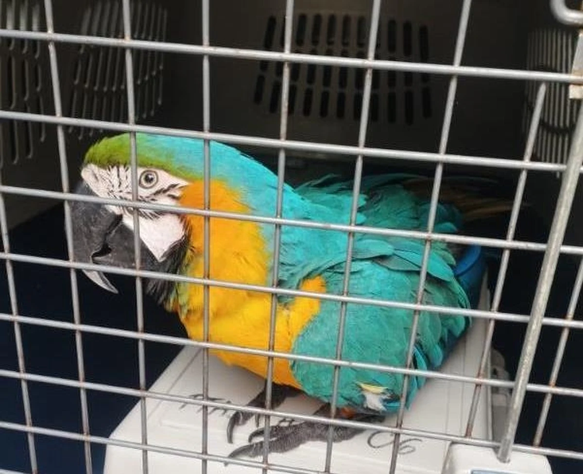 Nietypowa interwencja warszawskich strażników miejskich. Do jednego z hoteli w stolicy wleciała papuga, która wcześniej uciekła ze swojego domu. Pracownicy musieli wezwać Ekopatrol. Na szczęście znalazła się właścicielka kolorowego ptaka. 