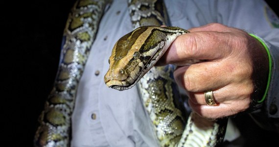 ​Łowcy węży przystąpili do dorocznej 10-dniowej akcji polowania na inwazyjne pytony birmańskie w regionie ekologicznym Everglades na południowym krańcu Florydy - poinformowała agencja AP.