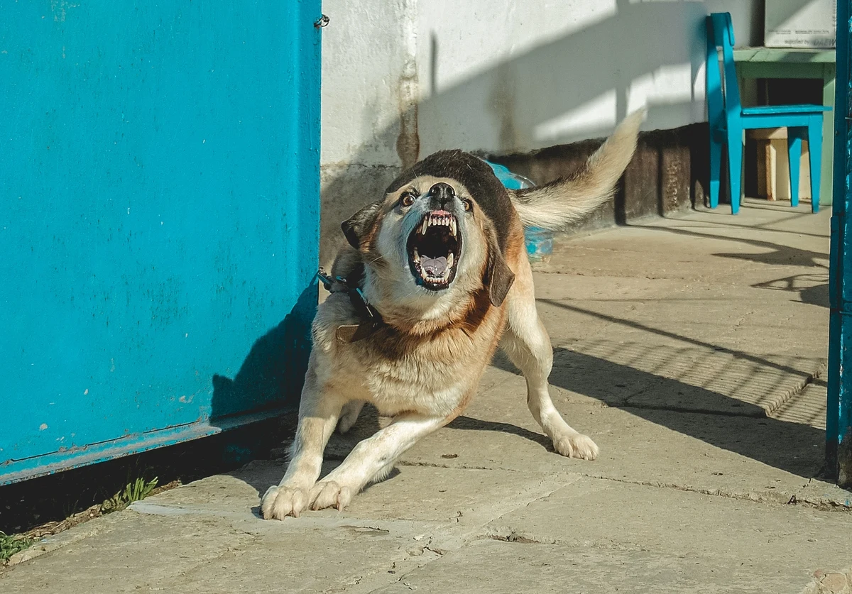 Pies wykrwawił się na śmierć po tym, jak został dźgnięty nożem przez mężczyznę, którego wcześniej ugryzł w udo - poinformowali policjanci ze Słupcy w Wielkopolsce. Policja wyjaśnia okoliczności tego zdarzenia.
