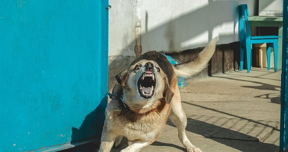 Pies wykrwawił się na śmierć po tym, jak został dźgnięty nożem przez mężczyznę, którego wcześniej ugryzł w udo - poinformowali policjanci ze Słupcy w Wielkopolsce. Policja wyjaśnia okoliczności tego zdarzenia.
