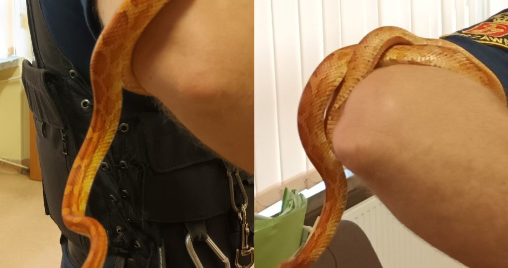 Wąż ukrywał się w stołecznym ogrodzie. Miał prawie metr długości