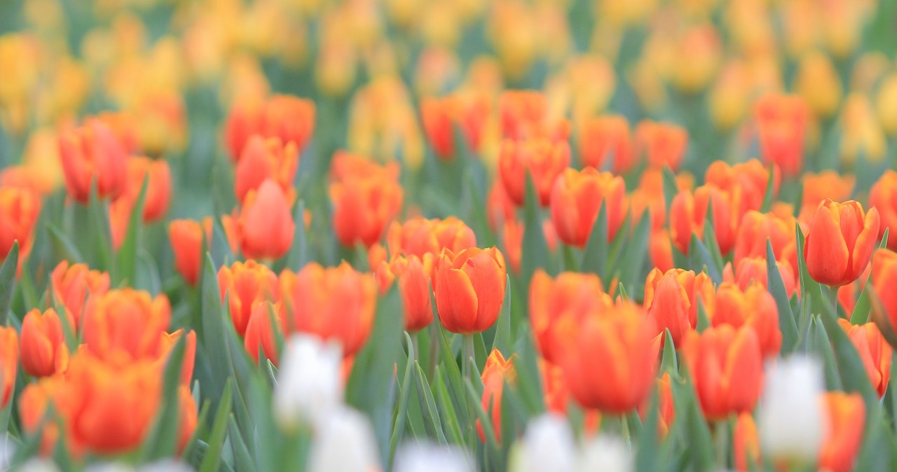 Tulipany mogą ponownie zakwitnąć. Wystarczy, iż zrobisz to