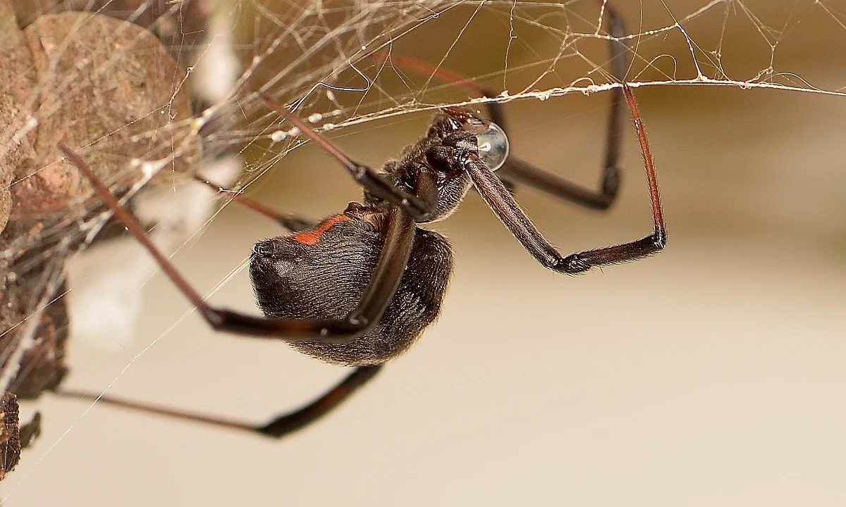 ​48-letni turysta zmarł po ukąszeniu przez jadowitego pająka na zachodzie półwyspu Peloponez w Grecji - poinformowały w piątek greckie media.
