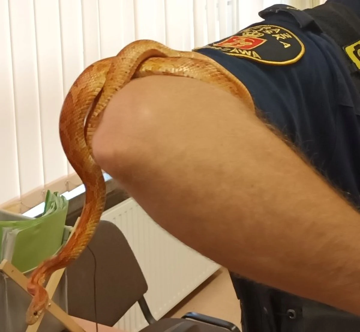 Mieszkańcy jednego z domów przy ulicy Kruszyńskiej na Jelonkach powiadomili straż miejską o znalezieniu w ogródku prawie metrowego węża. Gad został przewieziony w bezpieczne miejsce.