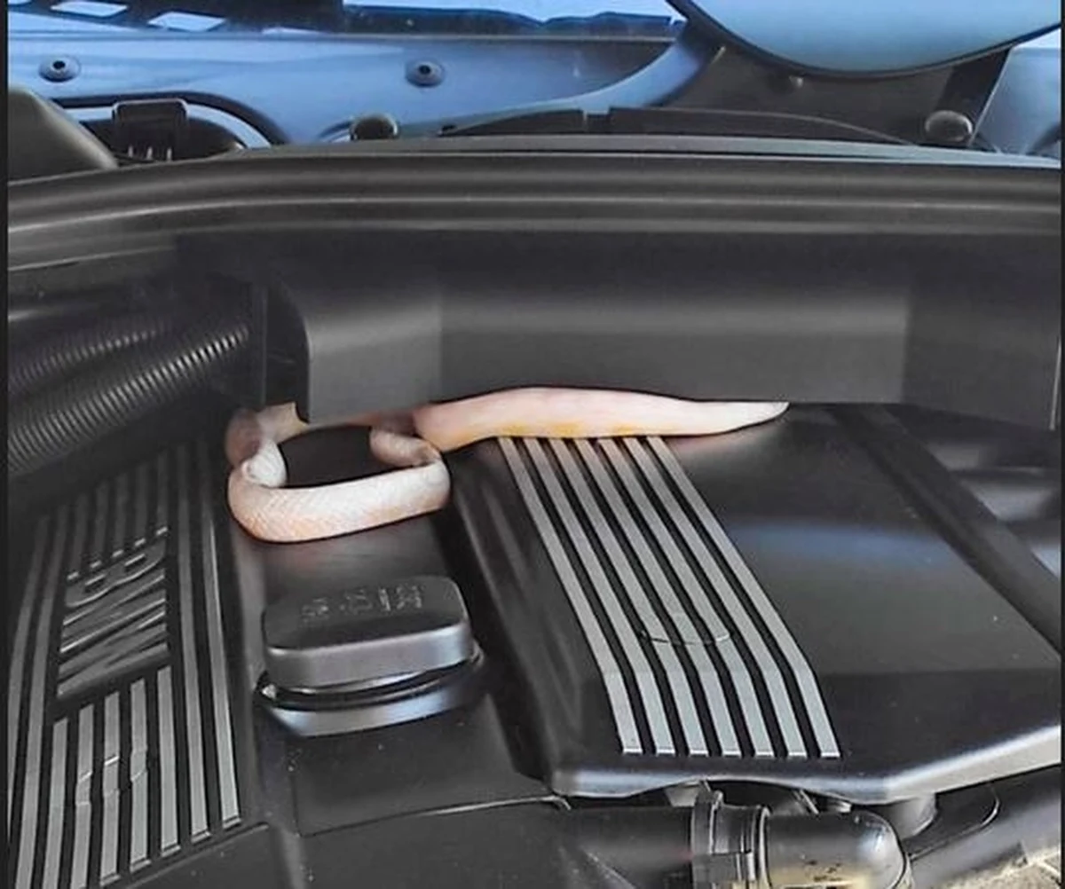 Nietypowa interwencja policjantów i strażaków na gdańskim Przymorzu. Rano zadzwonił do nich mężczyzna, który pod maską samochodu znalazł okazałego węża.