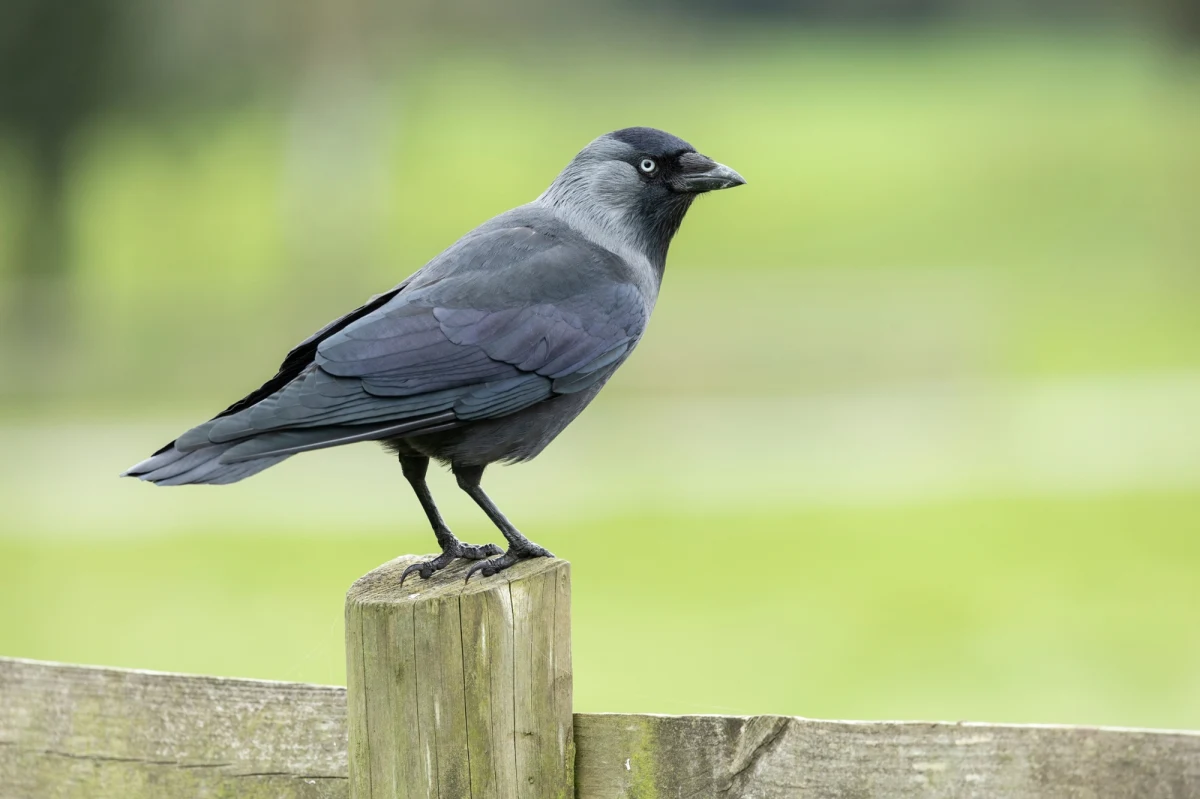 Warszawski ratusz wydał komunikat w sprawie martwych ptaków, które są znajdowane na terenie miasta. Zaleca się, by o takim znalezisku poinformować służby i nie dotykać zwierzęcia. Powiatowy Inspektorat Weterynaryjny wykluczył już dwie choroby wirusowe.