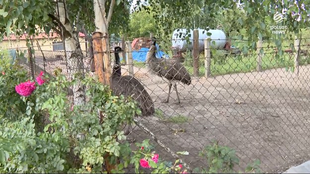 Może i nie lata, ale uciekać to potrafi. Z zagrody w Strzemkowie zwiał emu - od razu mylnie nazwany strusiem pędziwiatrem. Bo złapać się nie daje - nie pomagają ani kamery termowizyjne, ani drony.Materiał dla "Wydarzeń" przygotował Robin Jesse.