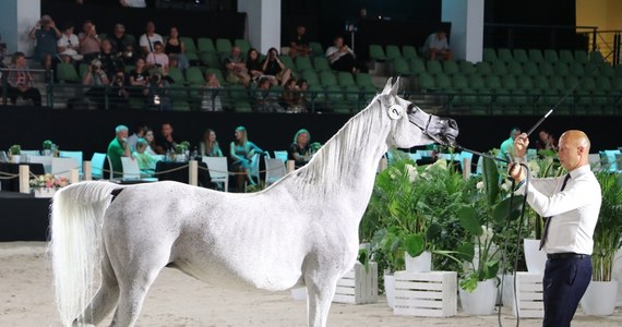 Najpiękniejsze klacze z polskich stadnin można zobaczyć w Janowie Podlaskim. Gwiazdą tegorocznego Pride of Poland jest 15-letnia Zigi Zana, utytułowana córka czempionki świata Zagrobli.