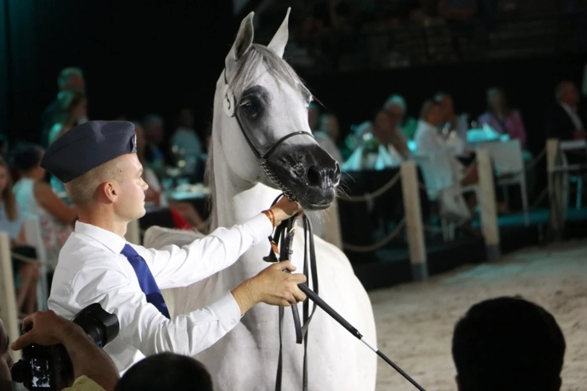 Tylko 10 koni za 640 tys. euro sprzedano podczas 55. aukcji Pride of Poland w Janowie Podlaskim. Wieczorna aukcja daleka była od rekordów, bo jeszcze w kwietniu nie było pewne, że do Dni Konia Arabskiego i Aukcji Pride of Poland w ogóle dojdzie. Najwyższą cenę osiągnęła klacz ze stadniny w Michałowie - 15-letnia Zigi Zana.