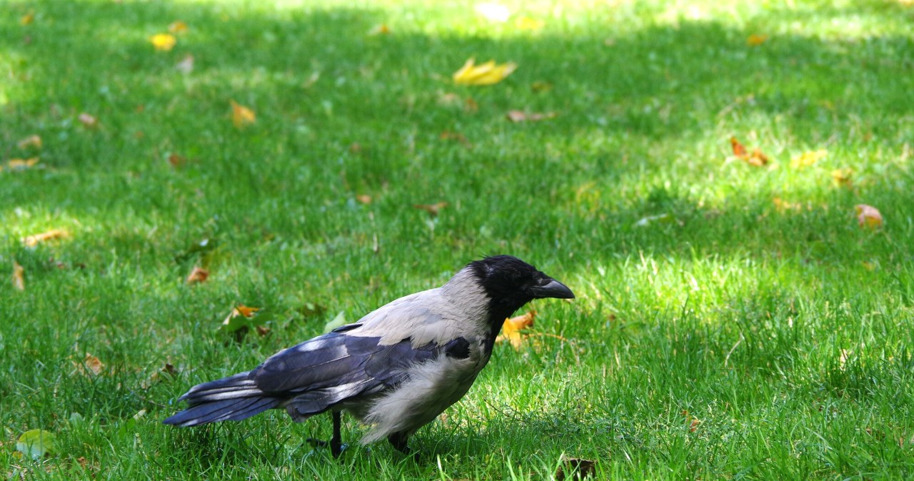 Tajemniczy wirus zabija ptaki w Warszawie. Lepiej ich nie dotykać