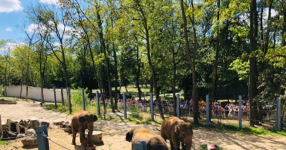 Zwiedzanie zapleczy słoni, tort lodowy dla solenizantów, animacje dla najmłodszych i atrakcje dla zwiedzających – tak w Orientarium ZOO Łódź obchodzono Dzień słonia. Ogród może pochwalić się największym stadem słoni indyjskich w Polsce.
