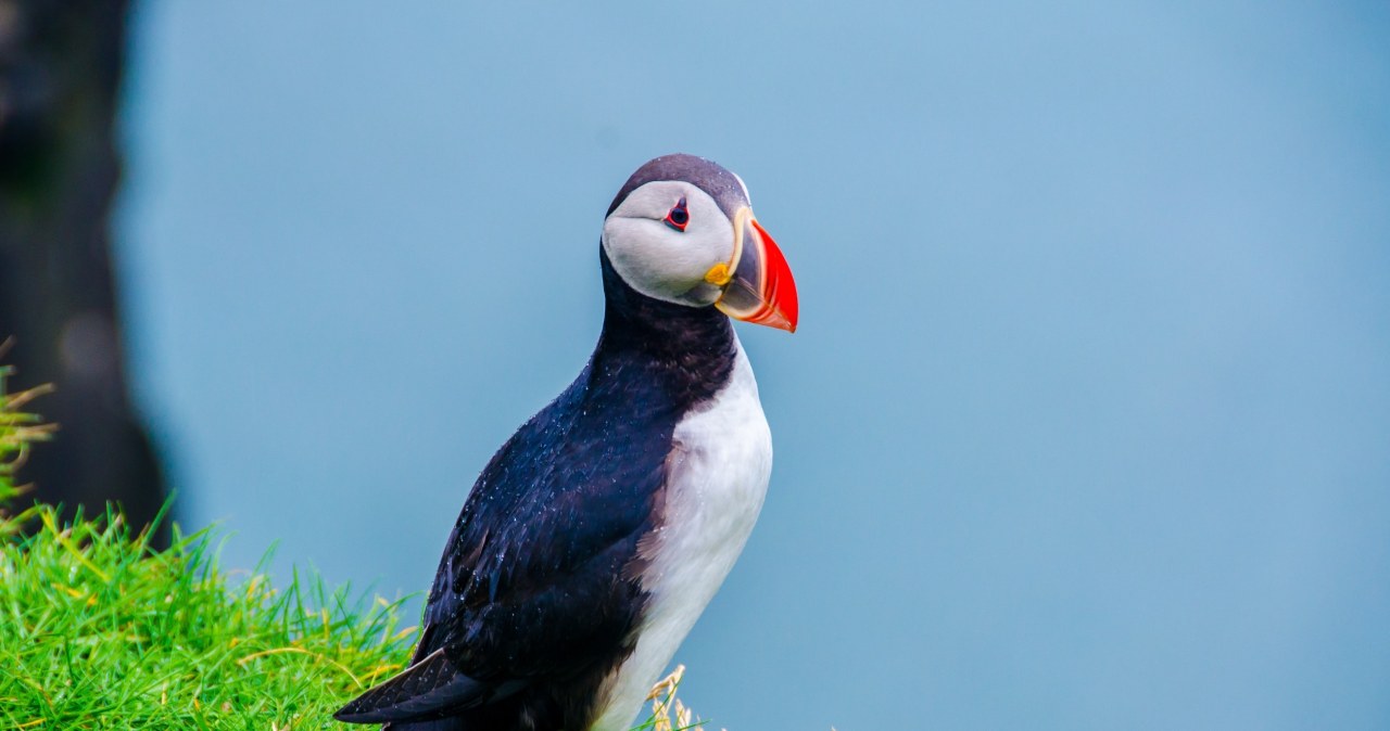 Tysiące martwych ptaków na europejskich plażach. Tak źle nie było od dekady Tysiące martwych ptaków na europejskich plażach. Tak źle nie było od dekady