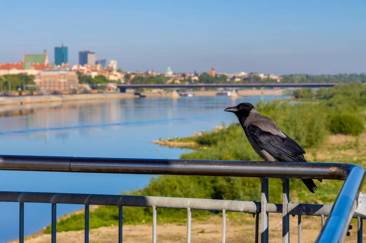 Badania martwych ptaków, znajdywanych w ostatnich tygodniach w Warszawie, wykazały, co je zabija. W pięciu z siedmiu próbek pochodzących od wron siwych stwierdzono obecność materiału genetycznego wirusa Gorączki Zachodniego Nilu.
