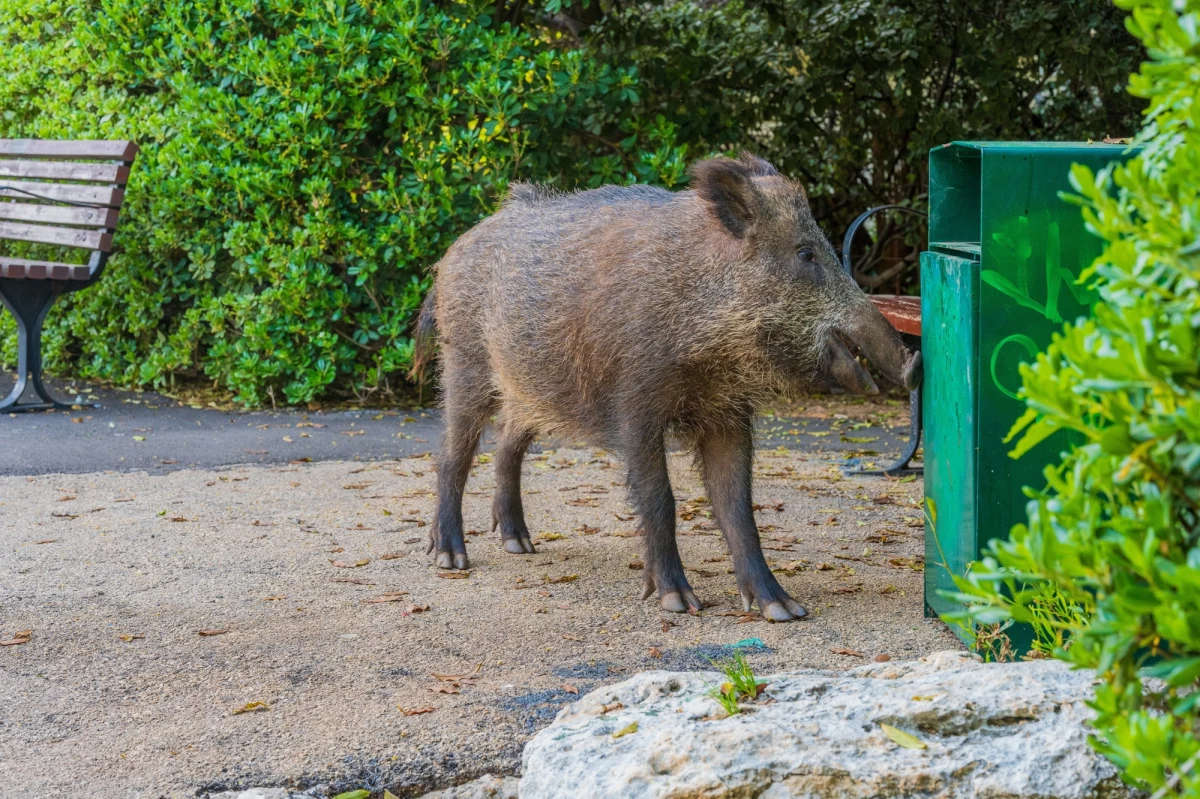Dziki sterroryzowały Strzemieszyce – dzielnicę Dąbrowy Górniczej. Są właściwie wszędzie. Wchodzą na podwórka, przewracają kosze na śmieci, wygrzebują resztki, ostatnio biegały po placu zabaw. 