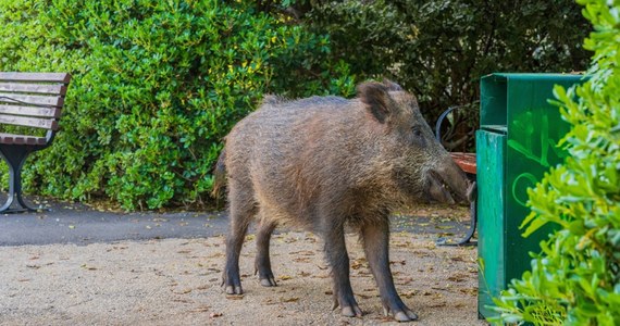 Dziki sterroryzowały Strzemieszyce – dzielnicę Dąbrowy Górniczej. Są właściwie wszędzie. Wchodzą na podwórka, przewracają kosze na śmieci, wygrzebują resztki, ostatnio biegały po placu zabaw. 