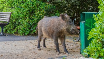 Dziki panoszą się w Dąbrowie Górniczej