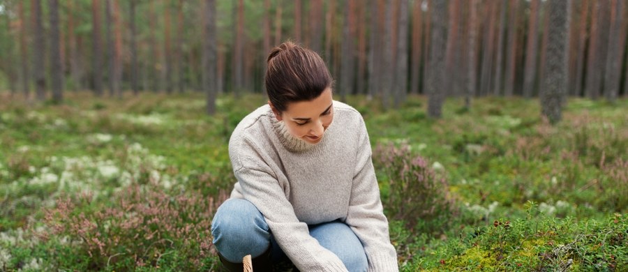 Wielkimi krokami zbliża się sezon grzybowy. "Nie ryzykuj i zbieraj tylko dobrze znane gatunki grzybów" - apeluje sanepid. Zjedzenie trujących okazów może spowodować poważne problemy zdrowotne, a nawet śmierć. 