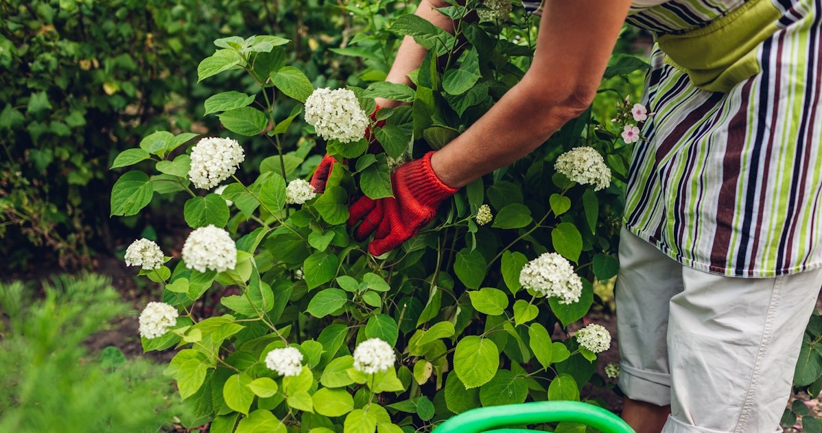 Nie wyrzucaj, tylko użyj do podlewania hortensji. W mig odzyska wigor