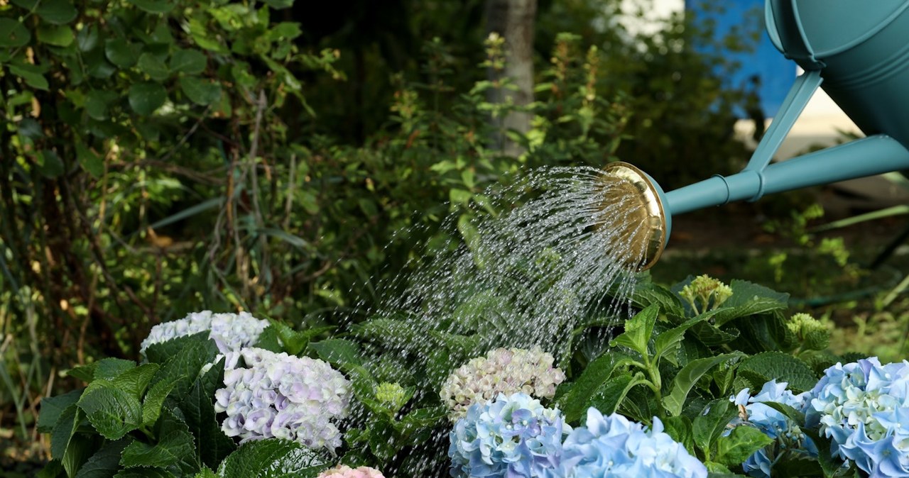 Najgorsze błędy w ogrodzie. W sierpniu wiele osób je popełnia
