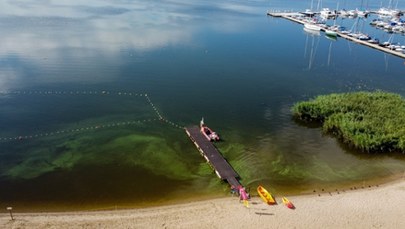 Sinice w jeziorze Dąbie. Obowiązuje zakaz kąpieli