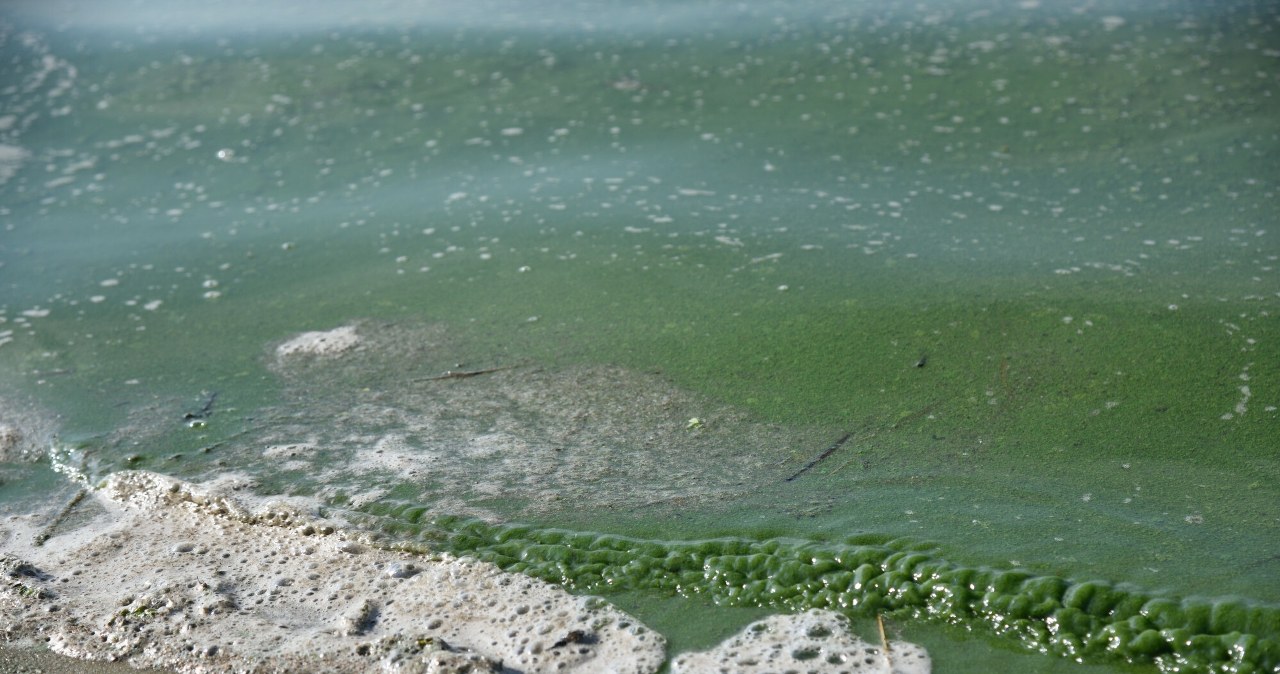 Całkowity zakaz kąpieli w jeziorze Dąbie. „Mogą zagrażać zdrowiu”