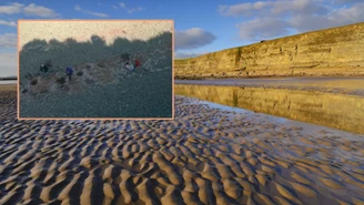 10-latka poszła na plażę. Odkryła ślady dinozaura