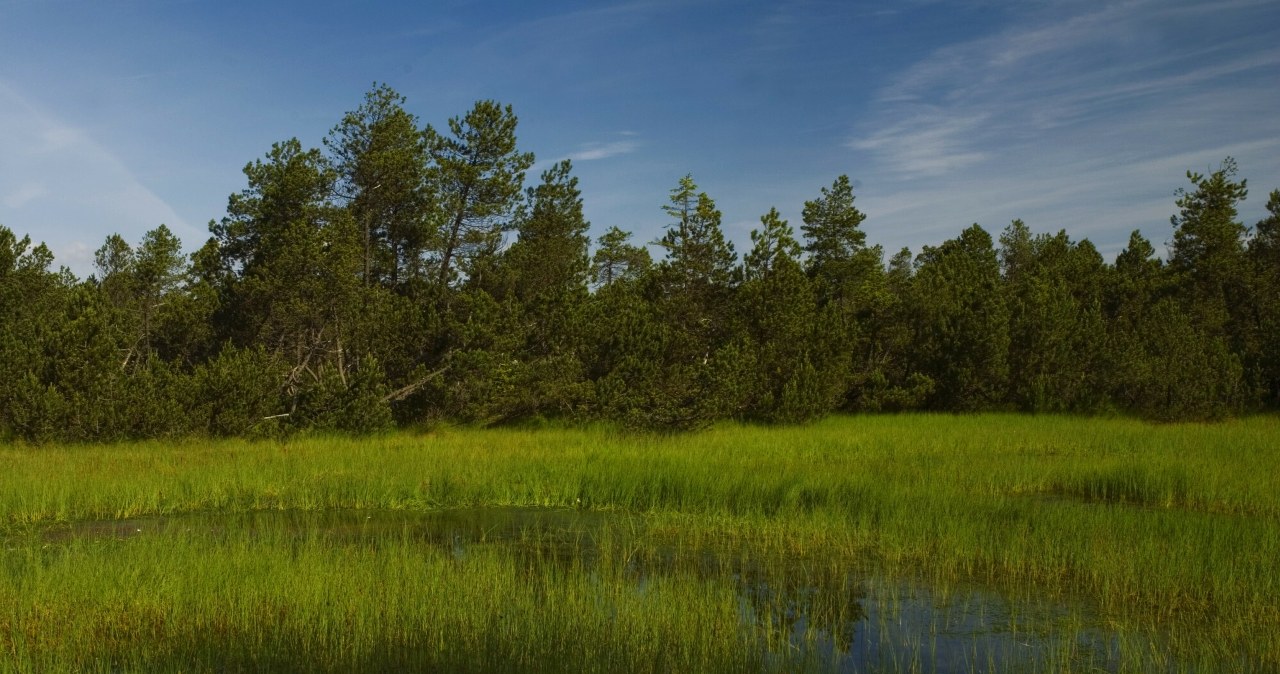 Zamiast zasieków i płotu będą bagna. "To naturalna bariera na granicy wschodniej"