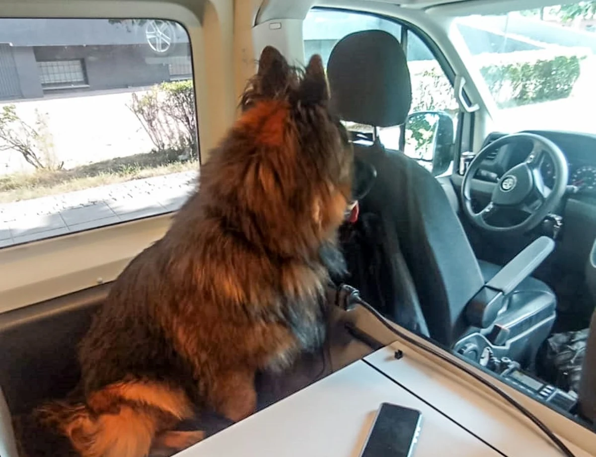 Policjanci z Gorzowa Wielkopolskiego wydostali z rozgrzanego auta owczarka niemieckiego. Zwierzę ponad godzinę spędziło w zamkniętym samochodzie. Właściciel czworonoga tłumaczył się, że poszedł na zakupy.