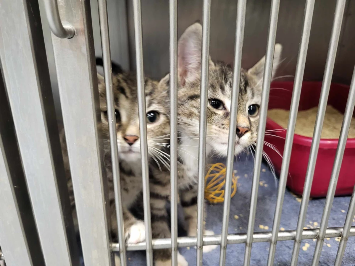 Tak wielu kotów w szczecińskim schronisku dawno nie było. Na nowy dom czeka ich prawie 130. W wakacje schroniska i fundacje zajmujące się pomocą bezdomnym zwierzętom zasypywane są kociętami. Lipiec i sierpień to tzw. "kocia górka".