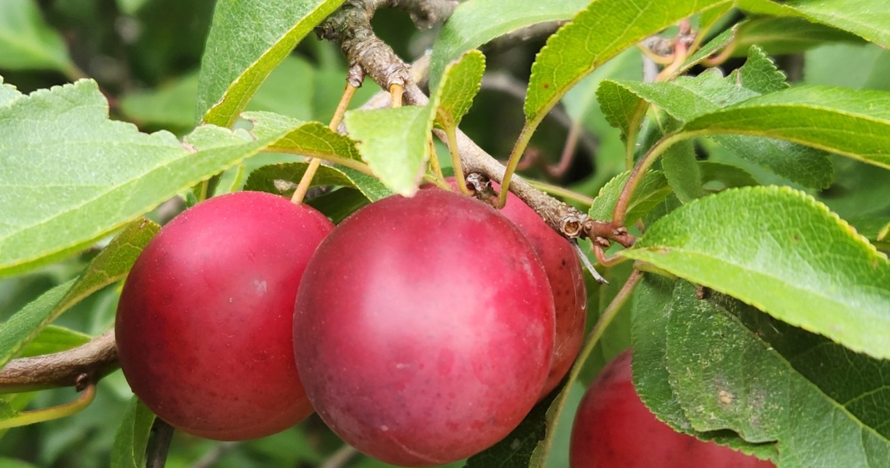 ​Mało kto wie, iż są jadalne, choć rosną w wielu ogrodach. Idealne na przetwory