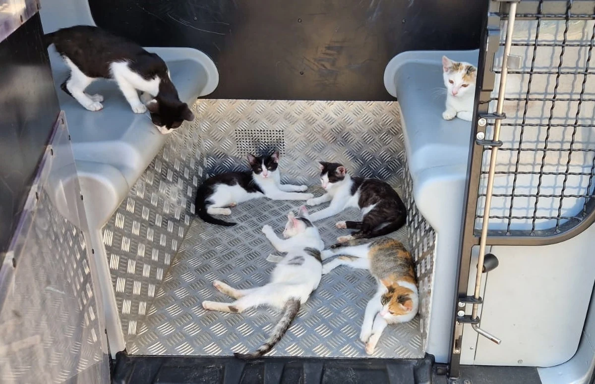 Sygnał od zaniepokojonego mężczyzny, który przejeżdżał w pobliżu pozwolił policjantom uratować życie sześciu kociętom. Zwierzęta trafiły pod opiekę pracownika Urzędu Miasta Oleszyce, a funkcjonariusze ustalają, kto wyrzucił małe kotki w plastikowym worku na poboczu drogi w miejscowości Futory (Podkarpackie). 