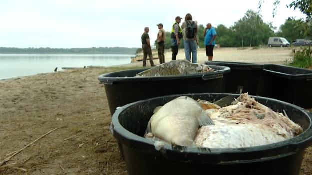 Od początku sierpnia z jeziora Dzierżno Duże na Śląsku wyłowiono już ponad 105 ton martwych ryb. Przyczyna ich śmierci jest taka sama jak podczas katastrofy ekologicznej na Odrze w 2022 r. - to tzw. złote algi. Aby się ich pozbyć, do wpływającej do Odry rzeki Kłodnicy wtłaczany jest specjalny środek.