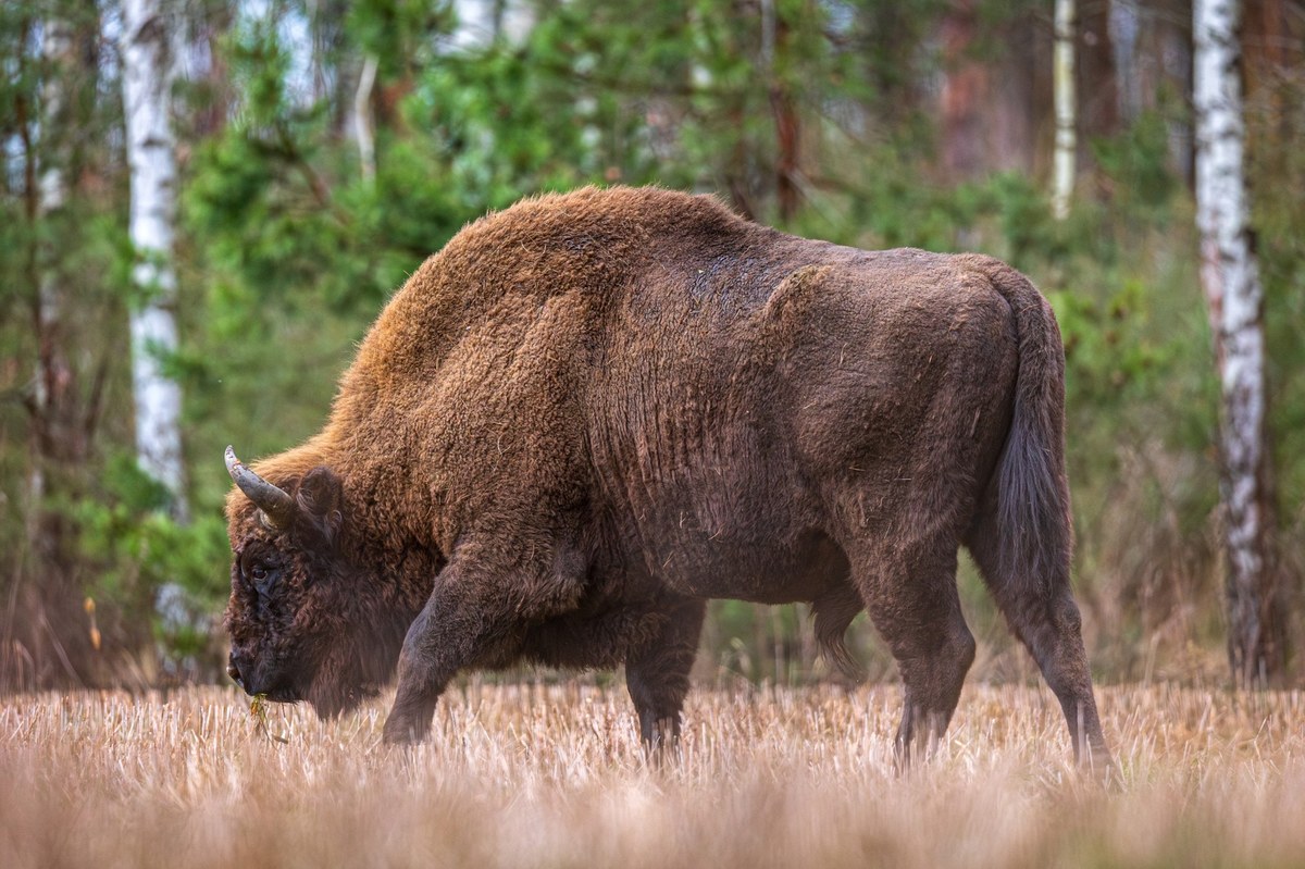 Bizon, który od kilku miesięcy przemieszczał się po terenie województwa świętokrzyskiego, został zastrzelony na zlecenie Regionalnego Dyrektora Ochrony Środowiska. "To niezrozumiała decyzja" - powiedział we wtorek Robert Bąk z Polskiego Związku Łowieckiego w Tarnobrzegu.