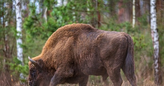 Bizon, który od kilku miesięcy przemieszczał się po terenie województwa świętokrzyskiego, został zastrzelony na zlecenie Regionalnego Dyrektora Ochrony Środowiska. "To niezrozumiała decyzja" - powiedział we wtorek Robert Bąk z Polskiego Związku Łowieckiego w Tarnobrzegu.