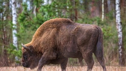 Bizon-uciekinier zastrzelony. Środowisko łowieckie: Zostało złamane prawo