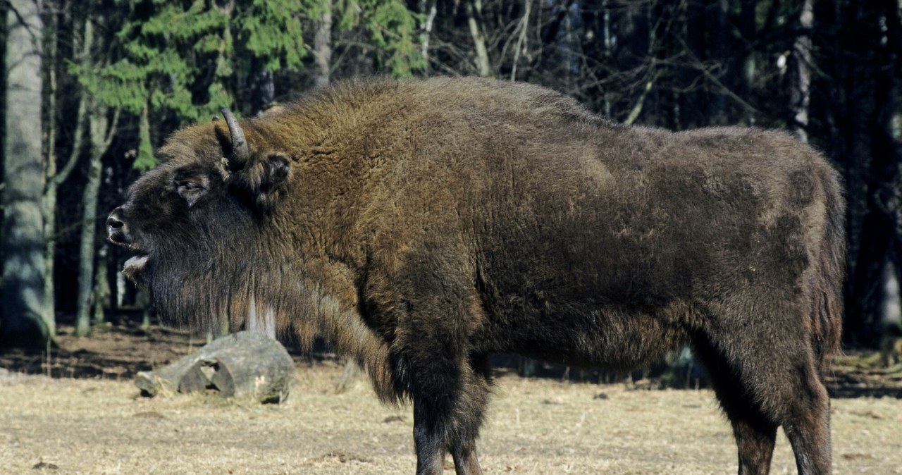 Zastrzelono bizona Foresta. Myśliwi: Zostało złamane prawo